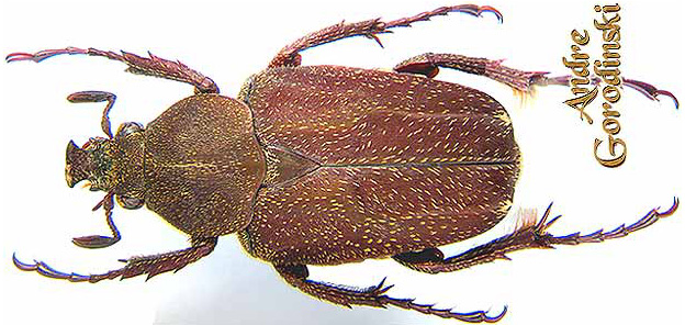 http://www.gorodinski.ru/cetoniidae/Mycteristes benesi.jpg